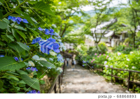 アジサイの寺 アジサイの寺 68868893