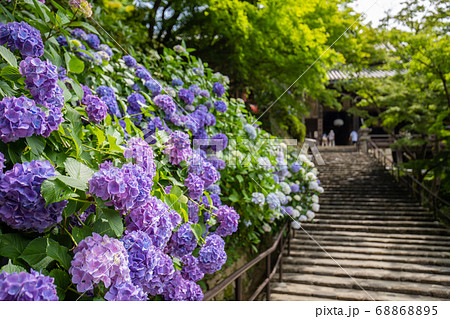 アジサイの寺 68868895