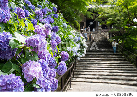 アジサイの寺 68868896