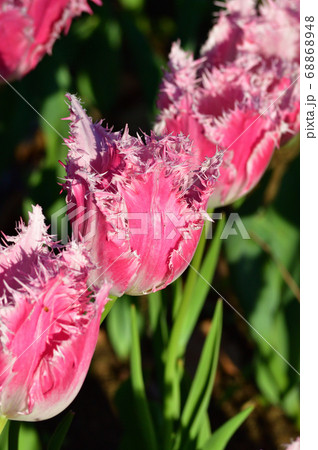 ピンク色と白色の2色のフリンジ咲きのチューリップの花をアップで撮影した写真 ピンク色と白色の2色のフリンジ咲きのチューリップの花をアップで撮影した写真 68868948
