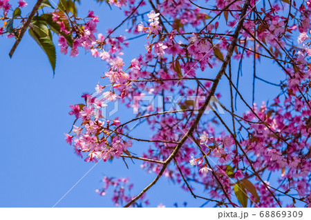 pink flowers cherry blossom 68869309