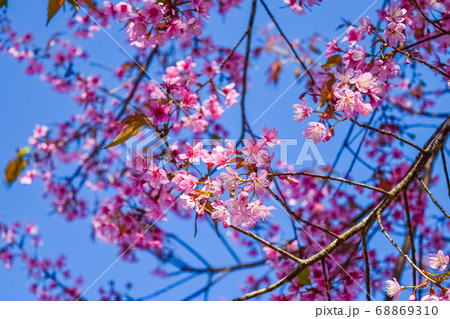 pink flowers cherry blossom pink flowers cherry blossom 68869310