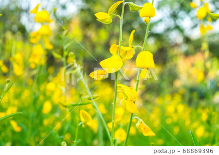 Crotalaria juncea in the field Crotalaria juncea in the field 68869396
