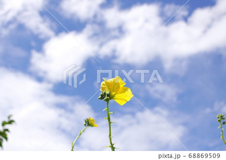 空を向いて咲くヘチマの花 空を向いて咲くヘチマの花 68869509