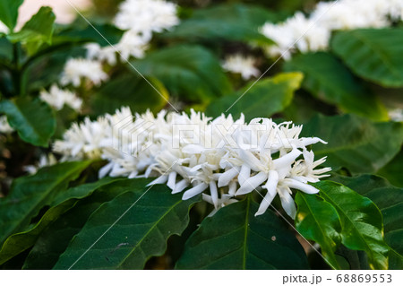 Coffee flowers blossom 68869553
