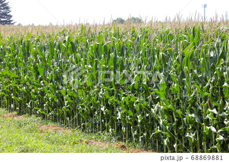 畑、自然、農作物、とうもろこし、とうもろこし畑、農業 68869881