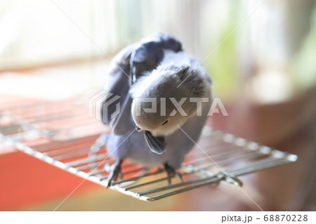 コザクラインコ コザクラインコ 68870228