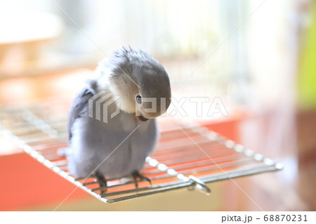 コザクラインコ 68870231
