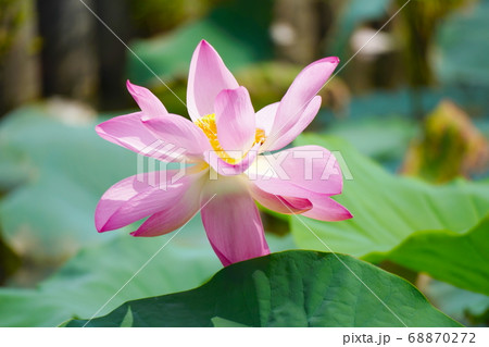 ハスの花 68870272