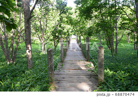 森の中の遊歩道（釧路湿原展望台／北海道釧路市北斗） 68870474