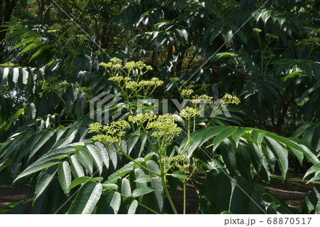 カラスザンショウの花 蝶などの昆虫が集まります 8月 カラスザンショウの花 蝶などの昆虫が集まります 8月 68870517