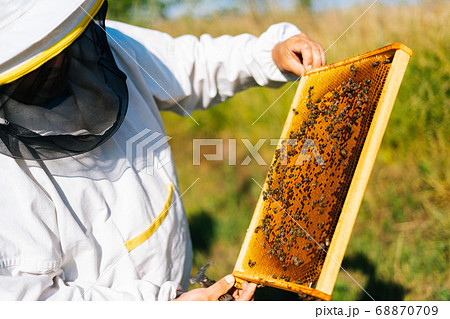 Apiarist wearing protective workwear and gloves looking honeycomb full of bees in summer sunny day 68870709