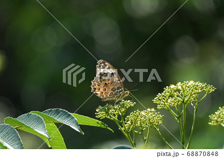 カラスザンショウの花で吸蜜するツマグロヒョウモンの雌 8月 カラスザンショウの花で吸蜜するツマグロヒョウモンの雌 8月 68870848