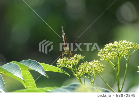 カラスザンショウの花で吸蜜するツマグロヒョウモンの雌 正面顔 8月 カラスザンショウの花で吸蜜するツマグロヒョウモンの雌 正面顔 8月 68870849