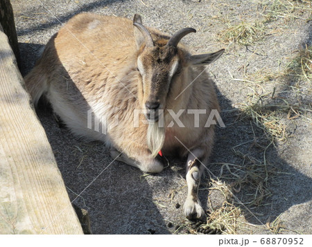 ヤギ 68870952