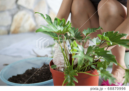 花 フラワー お花 68870996