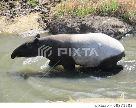 マレーバク マレーバク 68871203