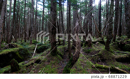 八ヶ岳の白駒の森 八ヶ岳の白駒の森 68871229