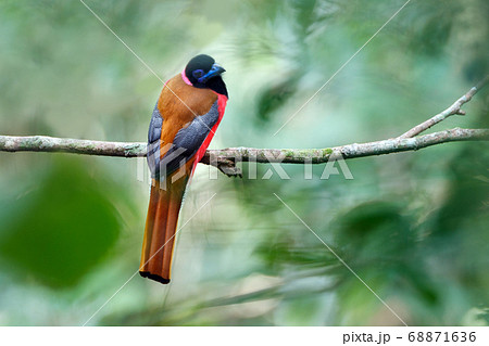 Beautiful adult Scarlet-rumped trogon (Harpactes duvaucelii), high angle view, rear shot, in the morning perching on the clear branch in wildlife sanctuary in tropical rainforest, southern Thailand Beautiful adult Scarlet-rumped trogon (Harpactes duvaucelii), high angle view, rear shot, in the morning perching on the clear branch in wildlife sanctuary in tropical rainforest, southern Thailand 68871636