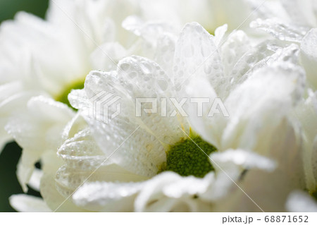 Wet chrysanthemum macro photo Wet chrysanthemum macro photo 68871652