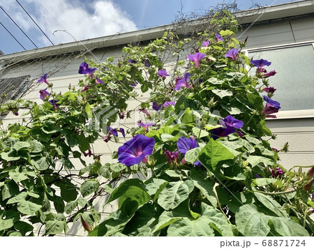 神奈川県 湯河原町 西洋朝顔の写真素材