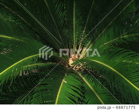 ソテツの葉の写真素材