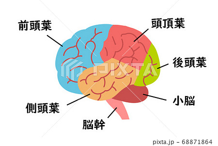 医療用 脳のイラストのイラスト素材
