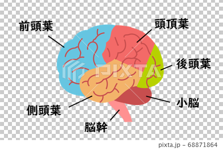 医療用　脳のイラスト 68871864