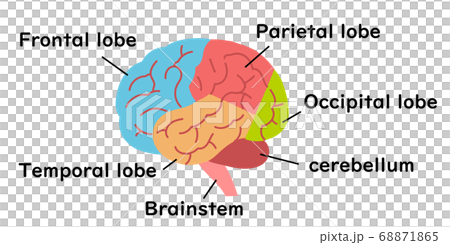 医療用 脳のイラストのイラスト素材