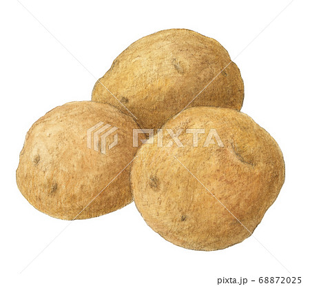 Premium Vector  Sweet potato isolated on white baskground