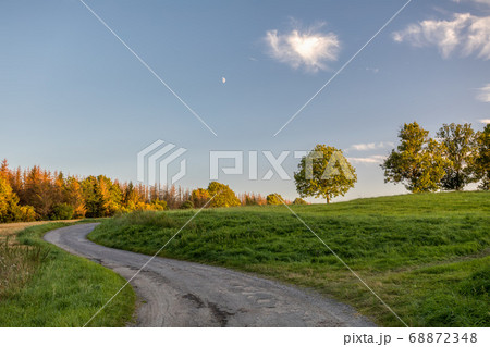 Landscape with tree after bark beetle attack 68872348