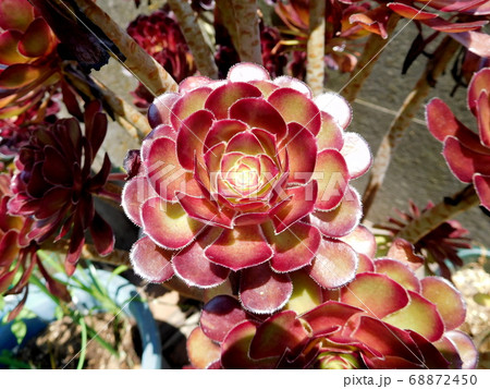 多肉植物　アエオニウム　黒法師 68872450