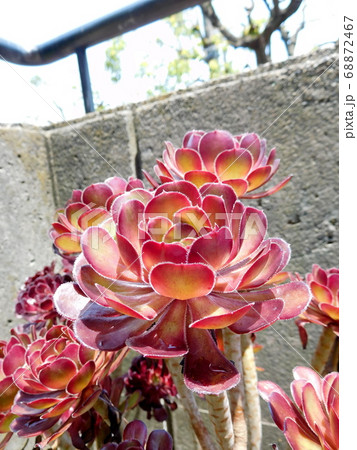 多肉植物　アエオニウム　黒法師 68872467