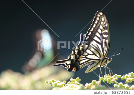 ヤブガラシを吸蜜するアゲハ蝶 68872655