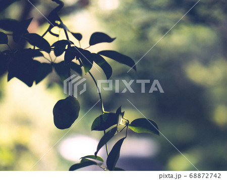 夏の青いムベの実のシルエット　8月 68872742