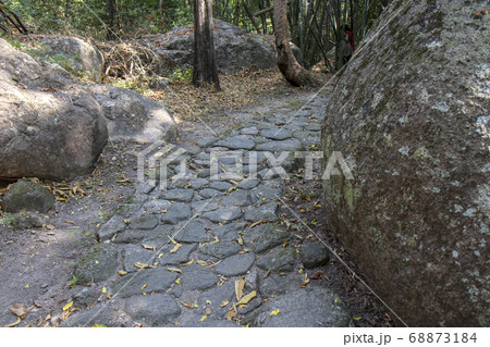 Walkway stone path in forest  by vegetation 68873184