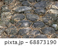 Walkway stone path in forest  by vegetation 68873190