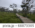 Walkway stone path in forest  by vegetation 68873305