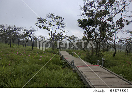 Walkway stone path in forest by vegetation Walkway stone path in forest by vegetation 68873305