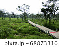 Walkway stone path in forest  by vegetation 68873310