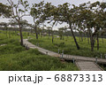 Walkway stone path in forest  by vegetation 68873313