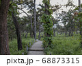 Walkway stone path in forest  by vegetation 68873315