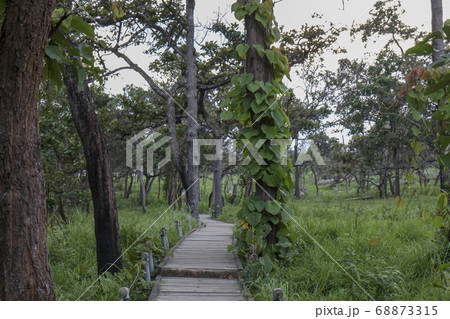 Walkway stone path in forest by vegetation Walkway stone path in forest by vegetation 68873315