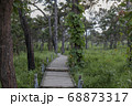 Walkway stone path in forest  by vegetation 68873317