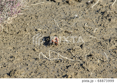 干潟 自然 風景 68873999