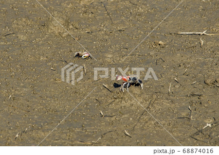 自然 風景 韓国 68874016