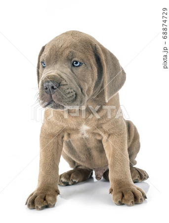 puppy cane corso puppy cane corso 68874729