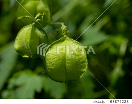 フウセンカズラの実 68875228