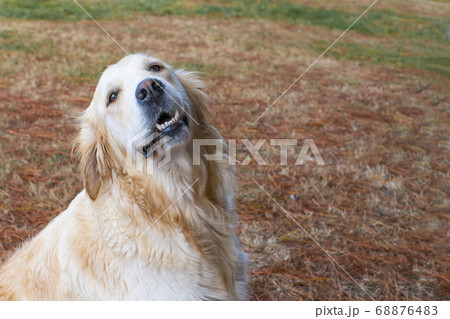 A cute golden retriever dog is looking up with a smile in the forest against the background of fallen conifer needles. The concept of training guide dogs to help people with disabilities A cute golden retriever dog is looking up with a smile in the forest against the background of fallen conifer needles. The concept of training guide dogs to help people with disabilities 68876483