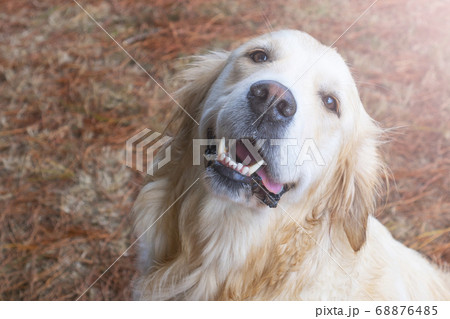 A cute golden retriever dog is looking up with a smile in the forest against the background of fallen conifer needles. The concept of training guide dogs to help people with disabilities A cute golden retriever dog is looking up with a smile in the forest against the background of fallen conifer needles. The concept of training guide dogs to help people with disabilities 68876485